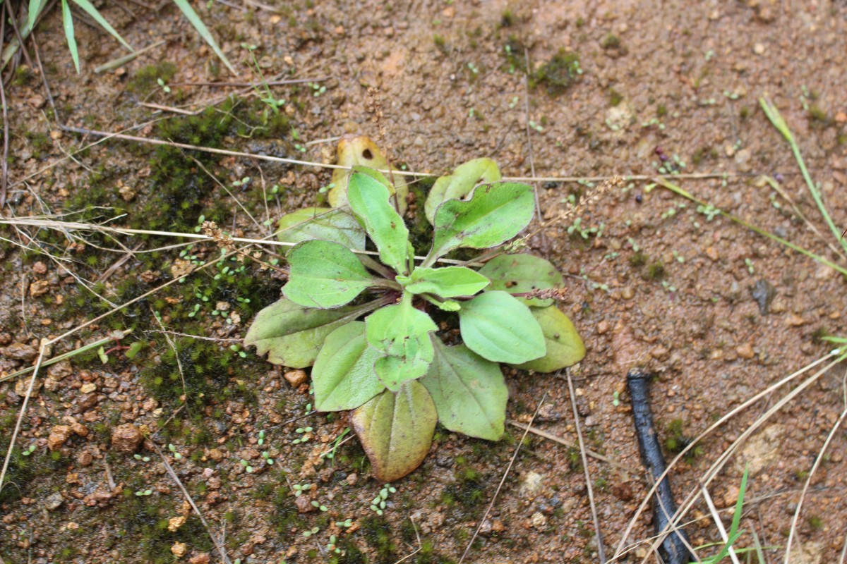 Plantago